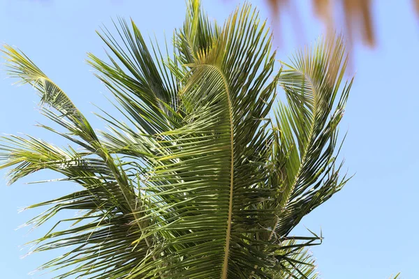 Plan Angle Bas Palmier Sur Fond Ciel Bleu — Photo