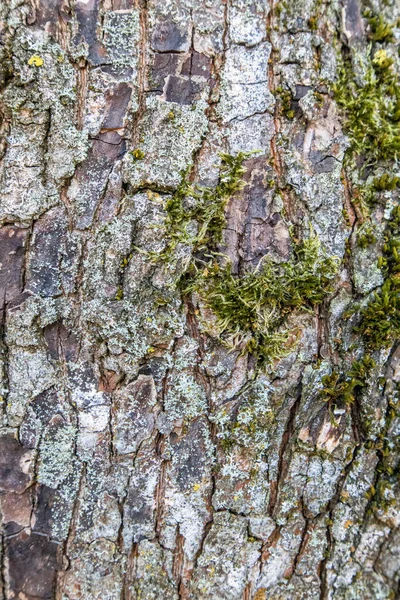 Een Verticale Opname Van Een Natuurlijke Achtergrond Perfect Voor Behang — Stockfoto