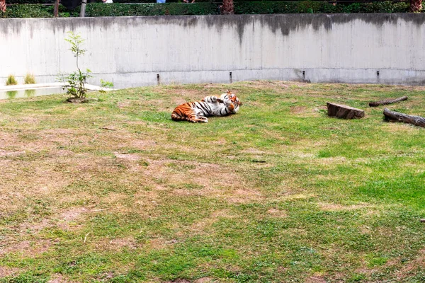 Ein Tiger Liegt Auf Grünem Gras Zoo — Stockfoto