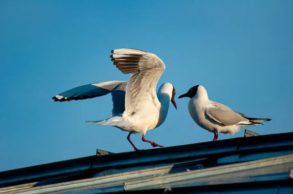 Eine Nahaufnahme Aus Dem Tiefflug Lachender Möwen — Stockfoto