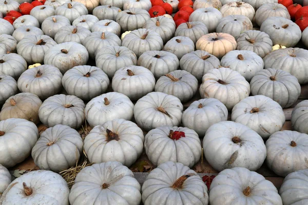 Fresh Healthy Pumpkins Farmer Agricultural Market — Stock Photo, Image