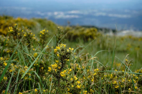 Primer Plano Hermosas Flores Silvestres Serra Caramulo Portugal — Foto de Stock
