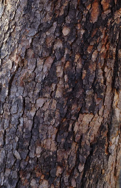 Vertikální Záběr Textur Kmeni Stromu — Stock fotografie