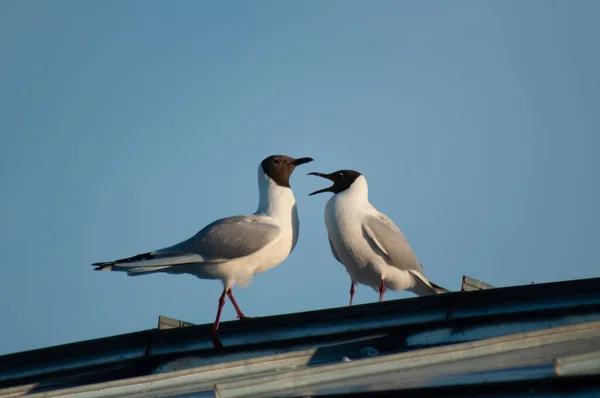 Close Baixo Ângulo Tiro Gaivotas Rindo — Fotografia de Stock