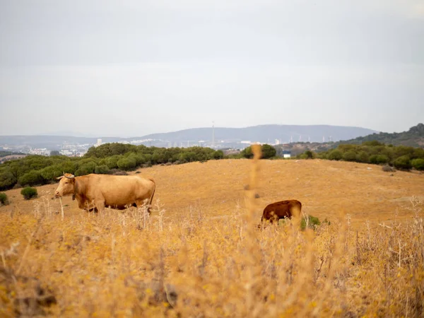 Pasto Con Ganado Pastando Bajo Cielo Nublado — Foto de Stock