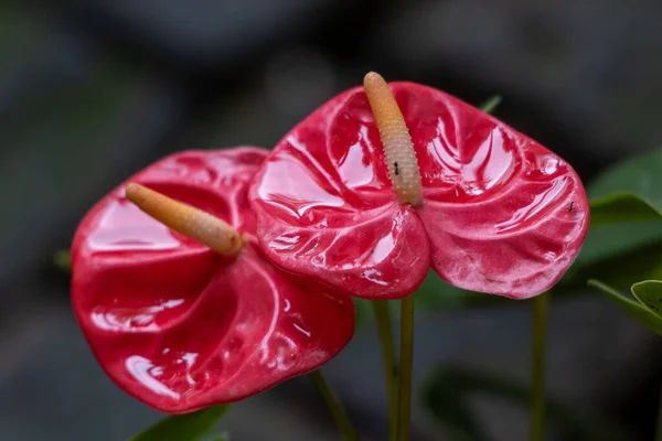 Zbliżenie Ujęcie Czerwonych Kwiatów Anthurium — Zdjęcie stockowe