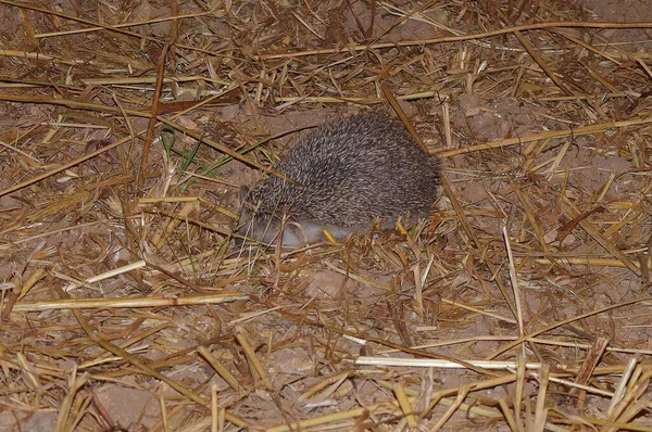 들판에서 Vagrant Hedgehog Closeup — 스톡 사진