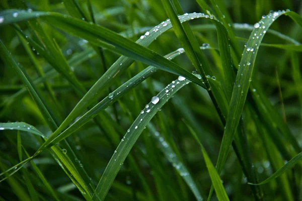 Closeup Morning Dewdrops Grass — Stock Photo, Image