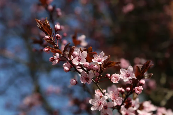 Detailní Záběr Roztomilé Třešňové Květy Pod Slunečním Světlem — Stock fotografie