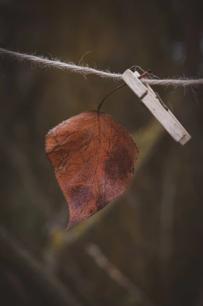 Een Verticaal Selectief Focusshot Van Een Droog Blad Hangend Aan — Stockfoto