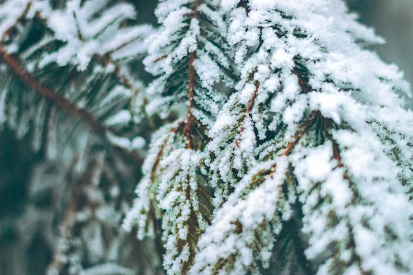 Eine Nahaufnahme Von Zweigen Die Mit Frost Bedeckt Sind — Stockfoto