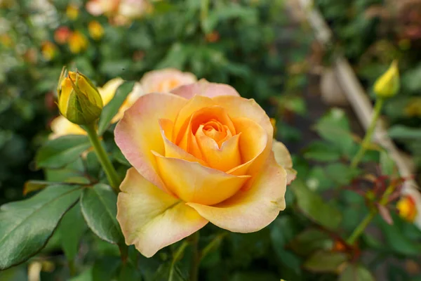 Zbliżenie Ujęcie Słodkiej Róży Pod Słońcem — Zdjęcie stockowe
