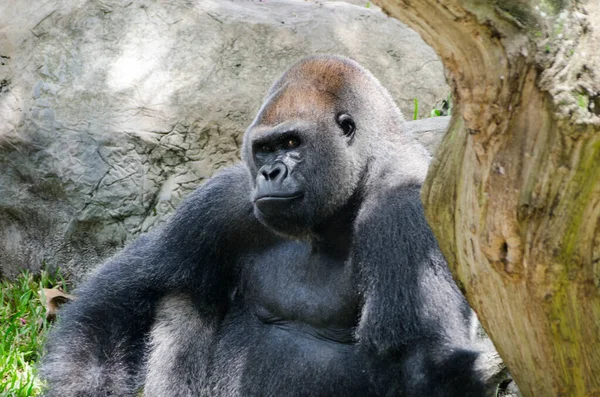 Gorille Noir Assis Dans Zoo — Photo