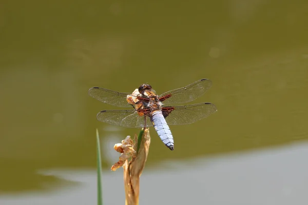 Gros Plan Une Libellule Sur Une Plante Sous Lumière Soleil — Photo