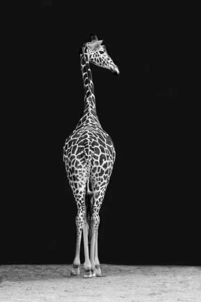 灰度长颈鹿在深色背景上垂直拍摄的灰度照片 — 图库照片