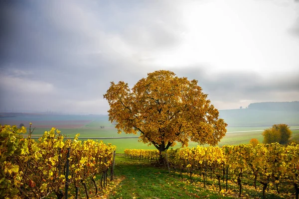 Eine Wunderschöne Landschaft Mit Weinbergen Und Einem Baum Unter Wolkenverhangenem — Stockfoto