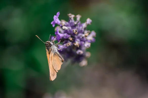 Вибірковий Фокус Запилення Метеликів Лаванді — стокове фото