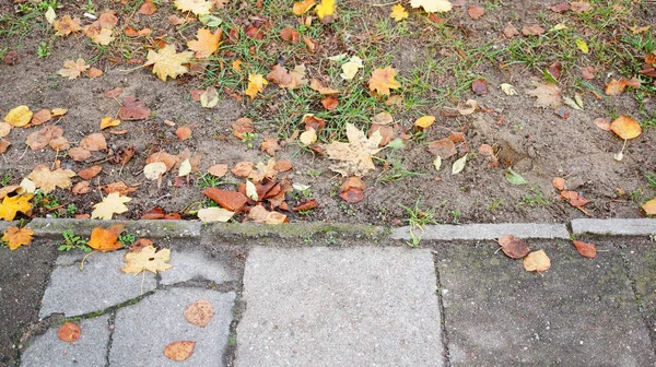 地面や舗装の葉のクローズアップショット — ストック写真
