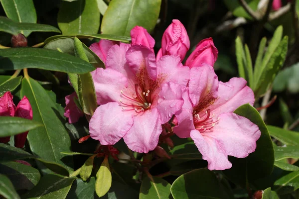 Eine Nahaufnahme Von Niedlichen Blumen Sonnenlicht — Stockfoto