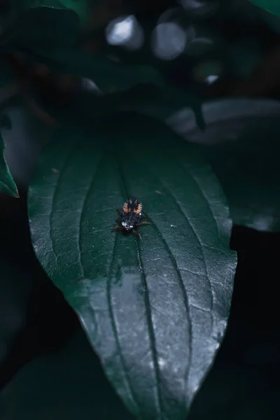 Spider Green Leaf — Stock Photo, Image