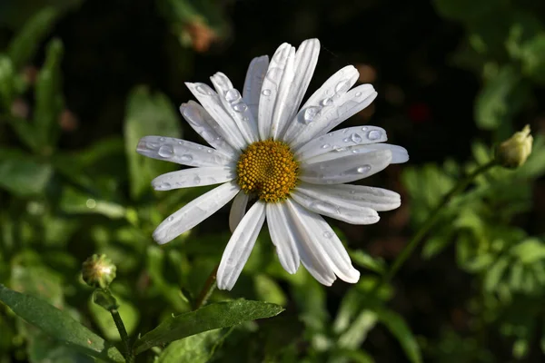 Gros Plan Une Jolie Marguerite Sous Lumière Soleil — Photo