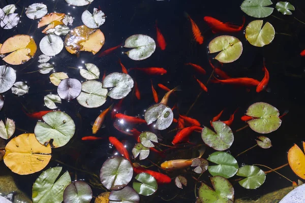 Sebuah Gambar Close Top Ikan Koi Kolam — Stok Foto