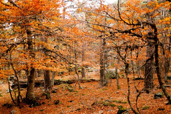 Парк Осенними Деревьями — стоковое фото