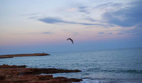 Ein Blick Auf Einen Seevögel Der Während Des Sonnenuntergangs Über — Stockfoto
