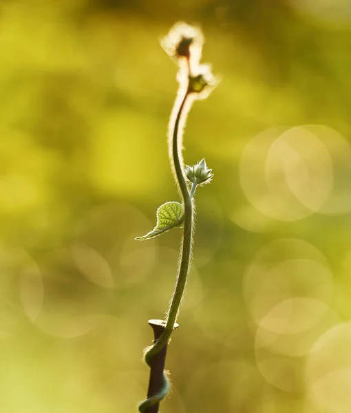 Bir Bitkinin Yüzeysel Odak Noktası — Stok fotoğraf