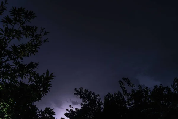 Bajo Ángulo Tiro Árboles Bajo Hermoso Cielo Oscuro Durante Noche —  Fotos de Stock
