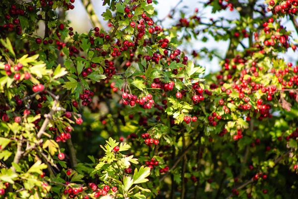 Closeup Shot Hawthorn Bush — Stock Photo, Image