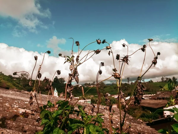 Eine Nahaufnahme Von Trockenen Blumen Auf Einem Feld — Stockfoto