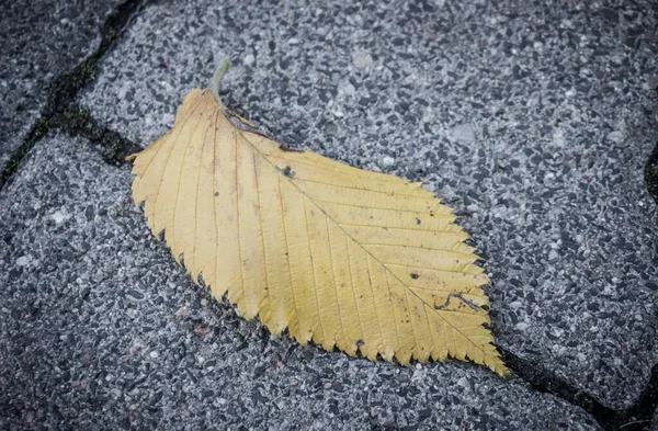 地面に落ちた黄金の葉 — ストック写真