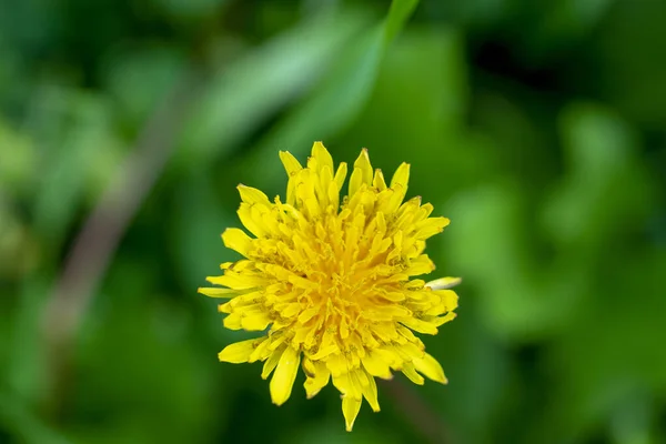 Closeup Dandelion — Stock Photo, Image