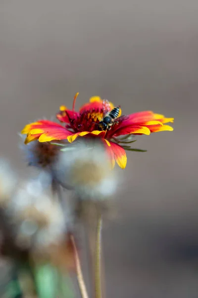 Eine Nahaufnahme Einer Biene Auf Der Roten Blume Auf Verschwommenem — Stockfoto
