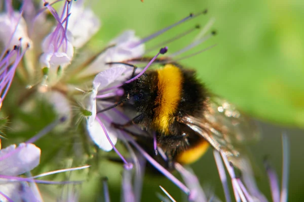 Primer Plano Una Abeja Flor —  Fotos de Stock