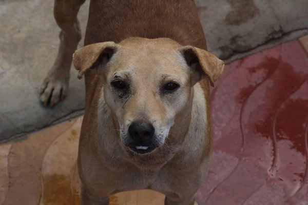 Açık Kahverengi Bir Köpeğin Yakından Çekilmiş Fotoğrafı Arka Plan Için — Stok fotoğraf