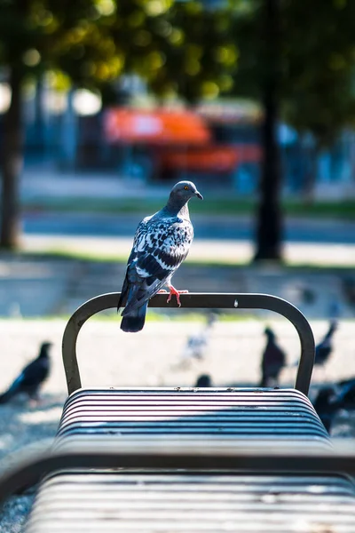 太陽の光の下で公園のベンチに鳩の株式の垂直ショット ぼやけた背景と — ストック写真