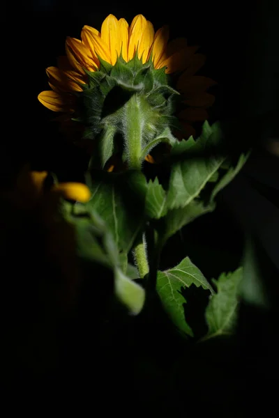 黑底向日葵的垂直特写照片 — 图库照片