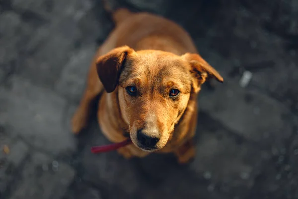 かわいい犬の高角度ショット — ストック写真