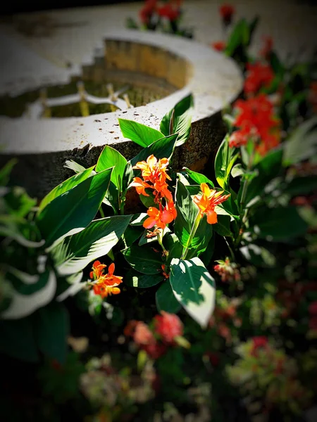 정원의 꽃들을 클로즈업 — 스톡 사진