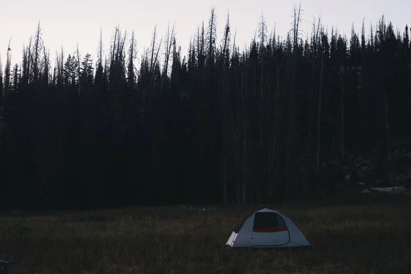 Una Hermosa Foto Bosque Durante Día Perfecto Para Fondo — Foto de Stock