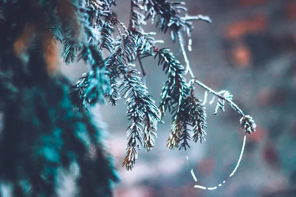 Närbild Skott Träd Grenar Täckta Med Frost — Stockfoto