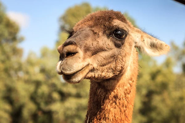 Retrato Camelo Bonito — Fotografia de Stock
