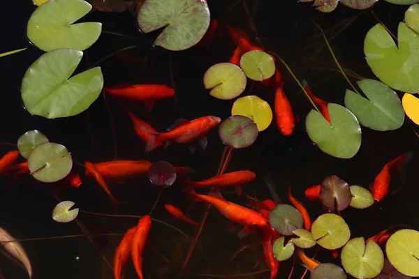 Sebuah Pemandangan Atas Berenang Ikan Mas Yang Indah Kolam Taman — Stok Foto