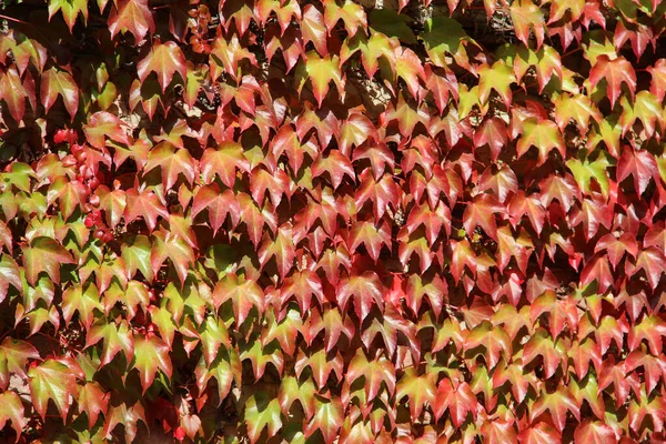 野生のブドウの美しい秋の葉のクローズアップショット — ストック写真