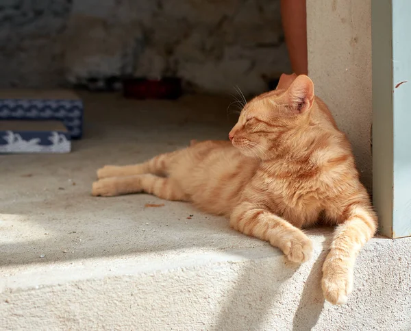 ภาพใกล ดของแมวในบ านส าตาลน งอย บนพ — ภาพถ่ายสต็อก