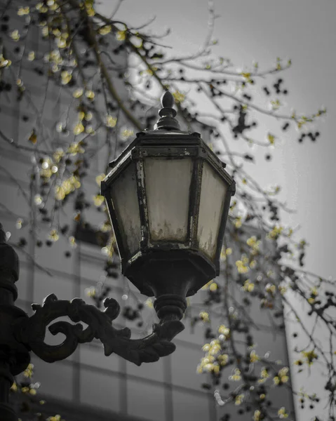 Uma Lâmpada Rua Velha Cercada Por Galhos Árvore Florescendo — Fotografia de Stock