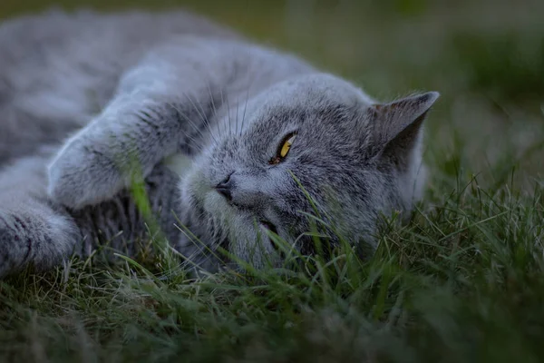 Eine Nahaufnahme Einer Ausgefallenen Katze Die Auf Dem Grünen Gras — Stockfoto