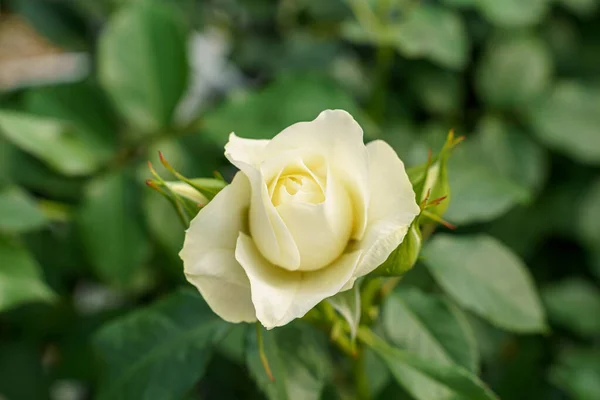 Eine Nahaufnahme Einer Niedlichen Rose Sonnenlicht — Stockfoto